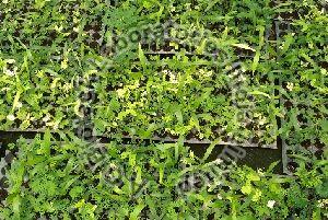 Acacia X Mangium Tissue Culture Plants