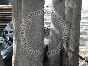 Acacia X Mangium Tissue Culture Plants