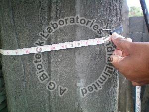 Acacia X Mangium Tissue Culture Plants