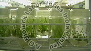 Acacia X Mangium Tissue Culture Plants