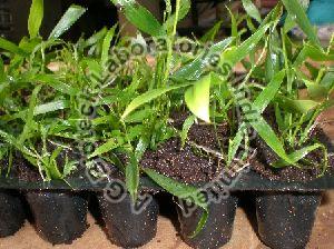 Acacia X Mangium Tissue Culture Plants