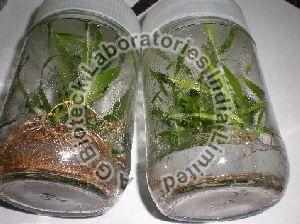 Acacia X Mangium Tissue Culture Plants