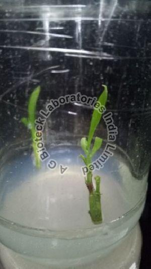 Acacia X Mangium Tissue Culture Plants