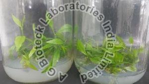 Agarwood Tissue Culture Plants