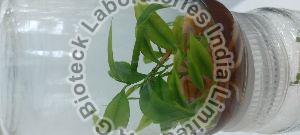 Agarwood Tissue Culture Plants