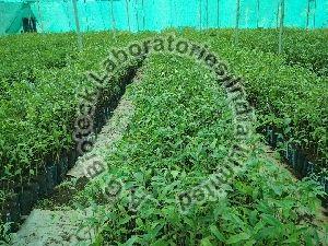 Agarwood Tissue Culture Plants