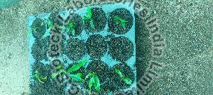 Agarwood Tissue Culture Plants