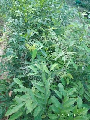 Agarwood Tissue Culture Plants