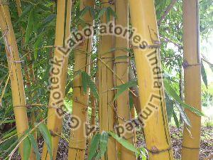 Bamboo Tissue Culture Plants