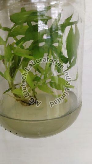 Bamboo Tissue Culture Plants