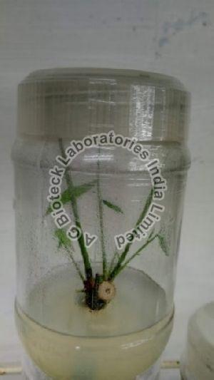 Bamboo Tissue Culture Plants