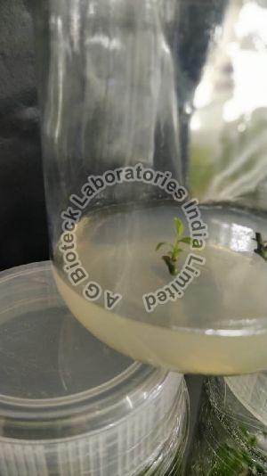 Blueberry Tissue Culture Plants
