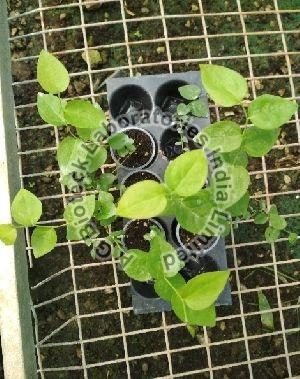 Blueberry Tissue Culture Plants