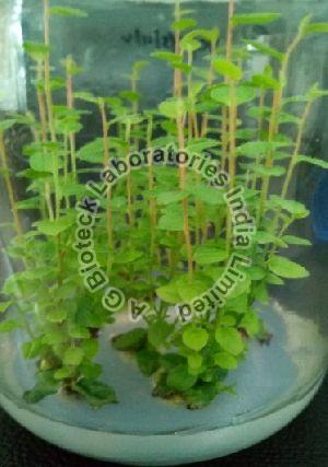Blueberry Tissue Culture Plants