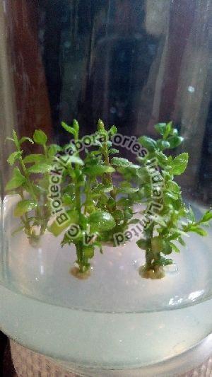Blueberry Tissue Culture Plants