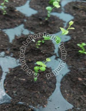 Blueberry Tissue Culture Plants