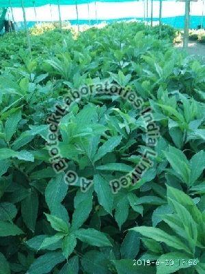 Costus igneus Tissue Culture Plants