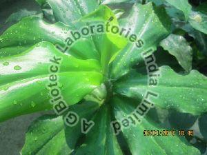 Costus igneus Tissue Culture Plants