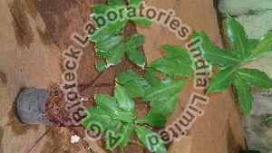 Costus igneus Tissue Culture Plants