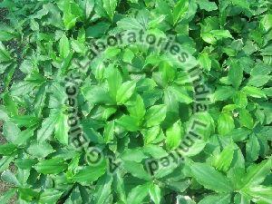 Costus igneus Tissue Culture Plants