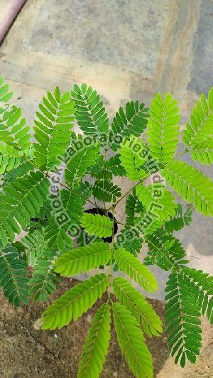 Ceylon Rosewood Tissue Culture Plants