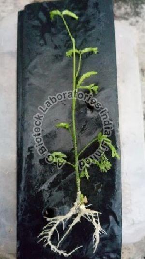 Ceylon Rosewood Tissue Culture Plants