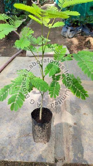 Ceylon Rosewood Tissue Culture Plants