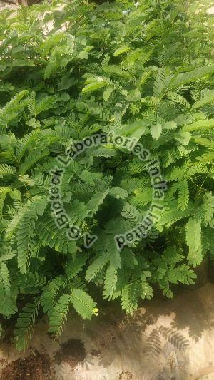 Ceylon Rosewood Tissue Culture Plants