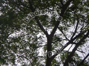 Ceylon Rosewood Tissue Culture Plants