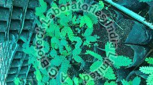 Ceylon Rosewood Tissue Culture Plants