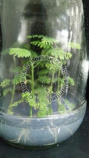 Ceylon Rosewood Tissue Culture Plants