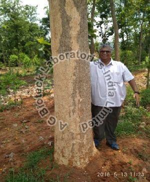 Ceylon Rosewood Tissue Culture Plants