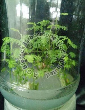 Ceylon Rosewood Tissue Culture Plants