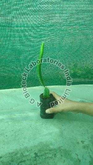 Dragon Fruit Tissue Culture Plants