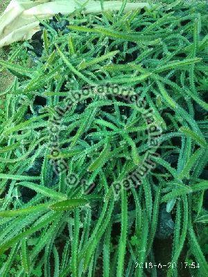 Dragon Fruit Tissue Culture Plants