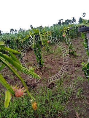 Dragon Fruit Tissue Culture Plants