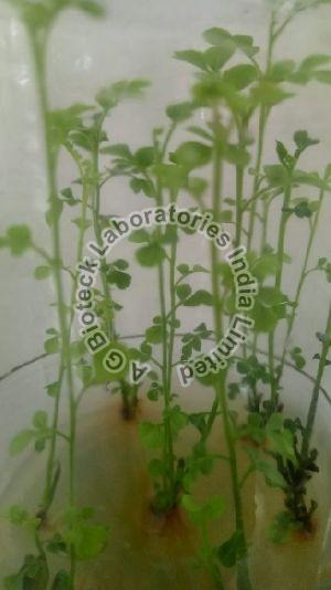 Dwarf Curry Leaf Plant
