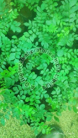 Dwarf Curry Leaf Plant