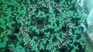 Dwarf Curry Leaf Plant