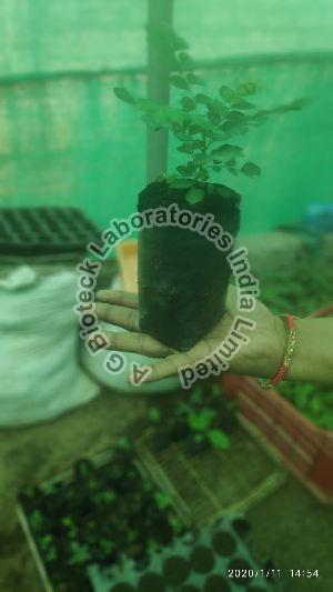 Dwarf Curry Leaf Plant