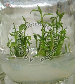 Ekabilvam Tissue Culture Plants