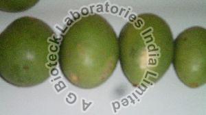 Ekabilvam Tissue Culture Plants