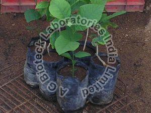 Ekabilvam Tissue Culture Plants