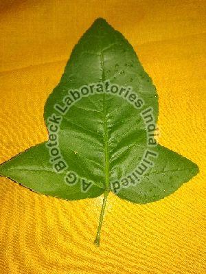 Ekabilvam Tissue Culture Plants