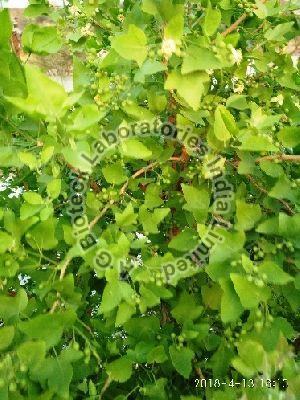 Ekabilvam Tissue Culture Plants