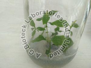 Ekabilvam Tissue Culture Plants