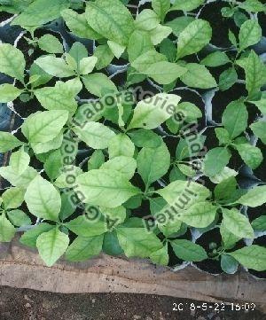 Ekabilvam Tissue Culture Plants