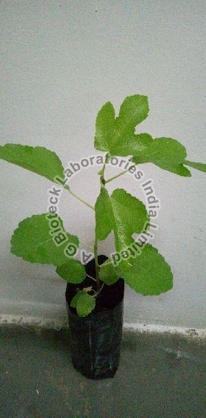 Fig Tissue Culture Plants