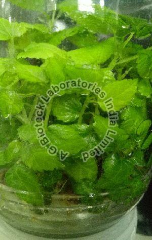 Fig Tissue Culture Plants