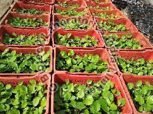 Fig Tissue Culture Plants